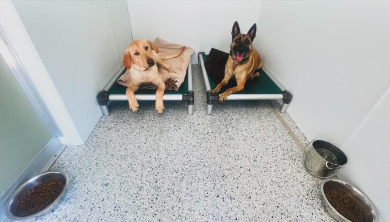 Dva psa na posteljah v pasji uti, eden zlati prinašalec, drugi belgijski ovčar.